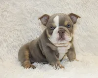 Indi Rose, a female English Bulldog for sale in Shipshewana, IN – 7 of 10