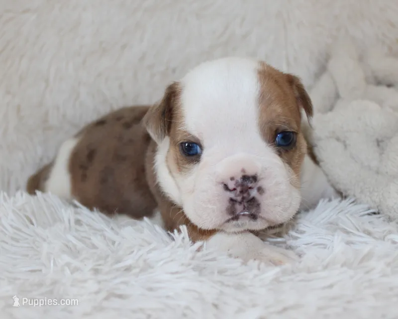 Henry – English Bulldog puppy for sale in Shipshewana, IN