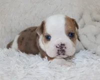 Henry, a male English Bulldog for sale in Shipshewana, IN – 3 of 10