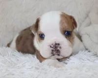 Henry, a male English Bulldog for sale in Shipshewana, IN – 1 of 10