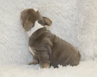 Indi Rose, a female English Bulldog for sale in Shipshewana, IN – 6 of 10