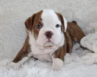 Hudson, a male English Bulldog for sale in Shipshewana, IN – 8 of 9