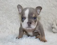 Indi Rose, a female English Bulldog for sale in Shipshewana, IN – 8 of 10