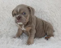 Kane, a male English Bulldog for sale in Shipshewana, IN – 5 of 9