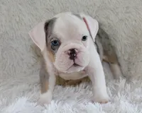 Hayes, a male English Bulldog for sale in Shipshewana, IN – 3 of 10