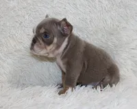 Indi Rose, a female English Bulldog for sale in Shipshewana, IN – 5 of 10