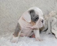 Hayes, a male English Bulldog for sale in Shipshewana, IN – 9 of 10