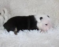 Niles, a male English Bulldog for sale in Shipshewana, IN – Photo 4 of 7