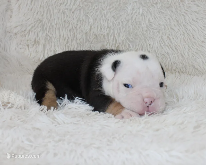 Niles – English Bulldog puppy for sale in Shipshewana, IN