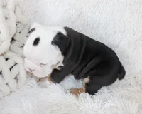 Niles, a male English Bulldog for sale in Shipshewana, IN – Photo 3 of 9