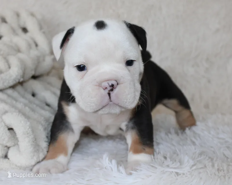 Niles – English Bulldog puppy for sale in Shipshewana, IN