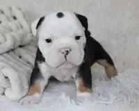 Niles, a male English Bulldog for sale in Shipshewana, IN – Photo 1 of 9