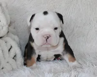 Niles, a male English Bulldog for sale in Shipshewana, IN – Photo 5 of 9