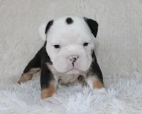 Niles, a male English Bulldog for sale in Shipshewana, IN – Photo 8 of 9