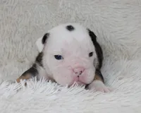Niles, a male English Bulldog for sale in Shipshewana, IN – Photo 6 of 7