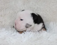 Niles, a male English Bulldog for sale in Shipshewana, IN – Photo 5 of 7