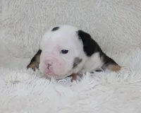 Niles, a male English Bulldog for sale in Shipshewana, IN – Photo 7 of 7
