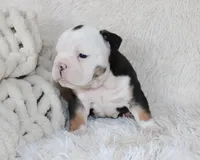 Niles, a male English Bulldog for sale in Shipshewana, IN – Photo 2 of 9