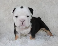 Niles, a male English Bulldog for sale in Shipshewana, IN – Photo 7 of 9