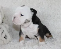 Niles, a male English Bulldog for sale in Shipshewana, IN – Photo 6 of 9