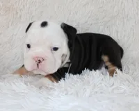 Niles, a male English Bulldog for sale in Shipshewana, IN – Photo 9 of 9