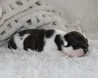 Harry, a male English Bulldog for sale in Shipshewana, IN – 8 of 9