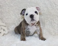 Curry, a male English Bulldog for sale in Shipshewana, IN – 9 of 10