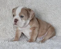 Kory, a male English Bulldog for sale in Shipshewana, IN – 2 of 9