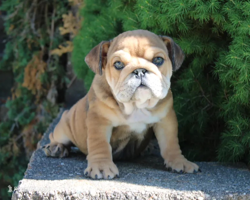 Zeus – English Bulldog puppy for sale in Shipshewana, IN