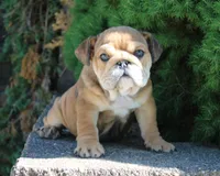 Zeus, a male English Bulldog for sale in Shipshewana, IN – 1 of 10