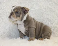 Indi Rose, a female English Bulldog for sale in Shipshewana, IN – 9 of 10
