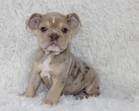 Kacy, a female English Bulldog for sale in Shipshewana, IN – 1 of 9