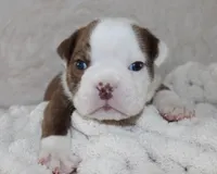Hudson, a male English Bulldog for sale in Shipshewana, IN – 4 of 8