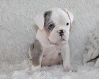 Hayes, a male English Bulldog for sale in Shipshewana, IN – 4 of 10