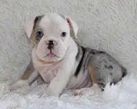 Hayes, a male English Bulldog for sale in Shipshewana, IN – 7 of 10