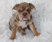 Kyah, a female English Bulldog for sale in Shipshewana, IN – 4 of 10