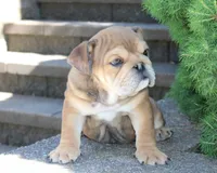 Zeus, a male English Bulldog for sale in Shipshewana, IN – 8 of 10