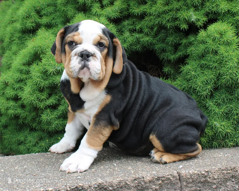 Mabel – English Bulldog puppy for sale in Shipshewana, IN