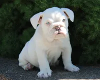 Zoey, a female English Bulldog for sale in Shipshewana, IN – 4 of 10