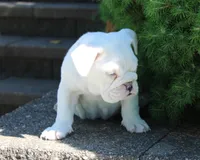 Zoey, a female English Bulldog for sale in Shipshewana, IN – 8 of 10