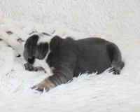 Stella, a female English Bulldog for sale in Shipshewana, IN – Photo 4 of 6