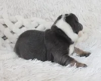 Stella, a female English Bulldog for sale in Shipshewana, IN – Photo 3 of 6