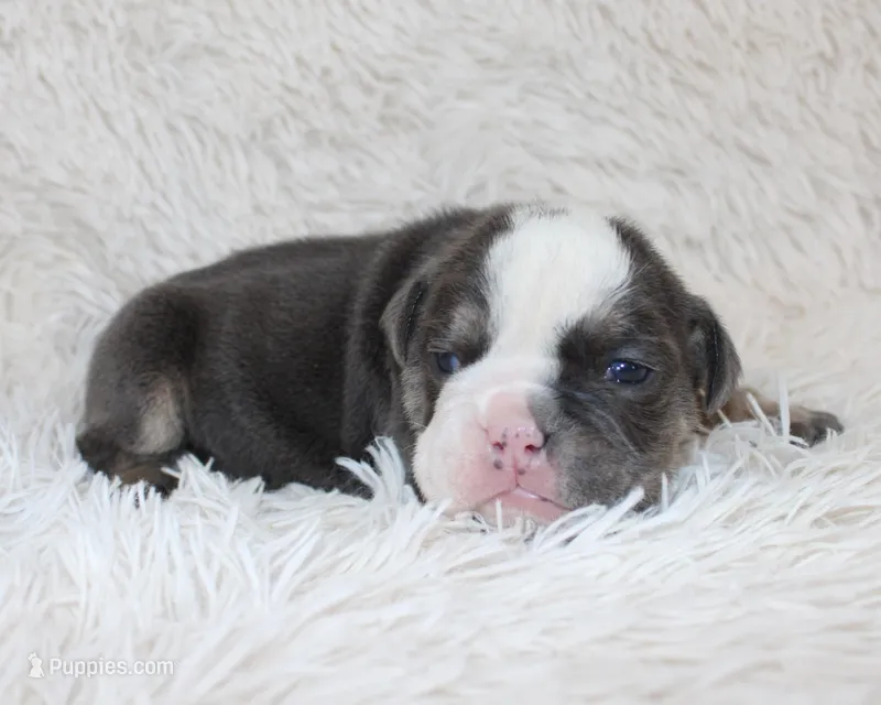 Stella – English Bulldog puppy for sale in Shipshewana, IN