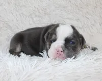 Stella, a female English Bulldog for sale in Shipshewana, IN – Photo 1 of 6