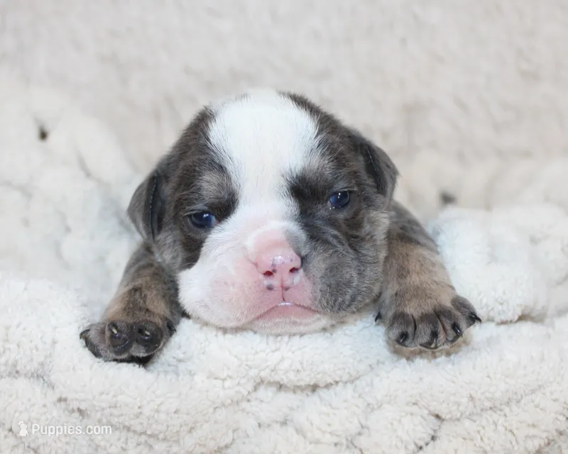 Stella – English Bulldog puppy for sale in Shipshewana, IN