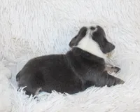 Stella, a female English Bulldog for sale in Shipshewana, IN – Photo 6 of 6