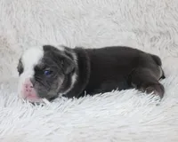 Stella, a female English Bulldog for sale in Shipshewana, IN – Photo 5 of 6