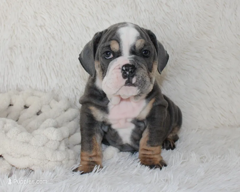 Stella – English Bulldog puppy for sale in Shipshewana, IN