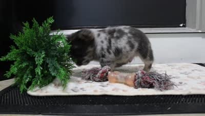 Patrick, a male French Bulldog for sale in Shipshewana, IN – 8 of 8