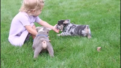 Indi Rose, a female English Bulldog for sale in Shipshewana, IN – 10 of 10